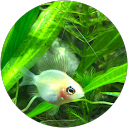 章鱼烧 profile picture