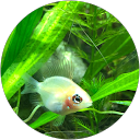章鱼烧 profile picture